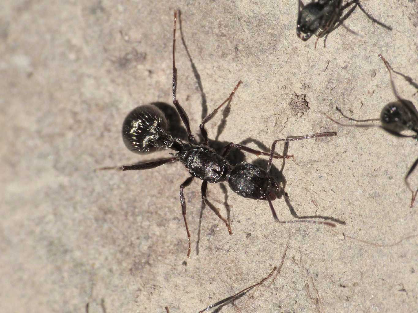 Regina di Aphaenogaster spinosa